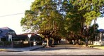 Dulwich Hill