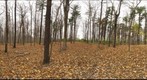 Dairy Bush GigaPan - 166 – November 2 2012