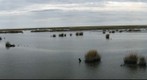 Commercial Township Wetland Restoration Site
II