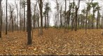 Dairy Bush GigaPan - 167 – November 07 2012 