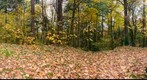 Fall Color in Oregon