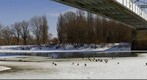 Ducks on Ice / kacsák a jégen