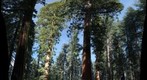 Big Trees