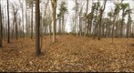 Dairy Bush GigaPan - 168 – November 14 2012 