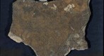 Terminal Ediacaran Trace Fossils