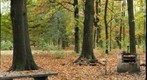 Bosco Isolino - Locarno