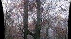 Siamese beech