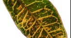 Gigamacro study of 'Croton' leaf - zoom in to see the cells