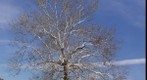 robins tree