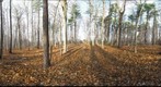 Dairy Bush GigaPan - 169 – November 21 2012 