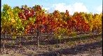 Bunches of Ripe Grapes