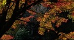 Autumn colors of the maple2/2