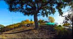Tire Swing
