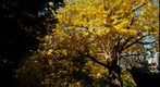 Fall sannkei_en(2/2)