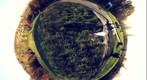 Hampstead Heath_plante