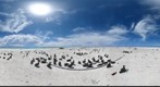 Albatross on Seal-Kittery Island, Pearl and Hermes Atoll