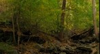 Thomas Mill Ravine #1