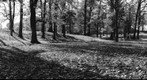 Shelby Farms