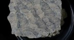 Columnar Stromatolite