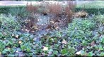 Flower Garden, Holladay Park
