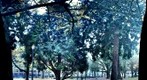 Cedars and Gingkos