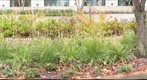 Vegetation