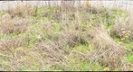 Bike path vegetation