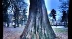 Holladay Park, Sequoiadendron giganteum