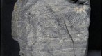 Roll Up Structures in Dolomitic Microbialaminite