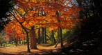 Autumn park in the neighborhood