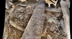 Pack Rat Midden