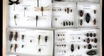 Student Collection 16A