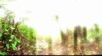 121129 - Costa Rica, Area de Conservacion (ACG), Volcan Rincon de la Vieja - 1,500m 