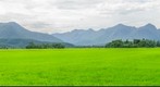 Rice Plantation