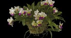 Brassocattleya Hawaiian Wizard 'Carmela' Fine Art Print