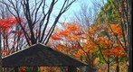The trees are going to from autumn to winter