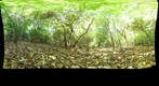 121207 - Costa Rica, Area de Conservacion de Guanacaste (ACG), Naranjo, 10m