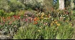 San Francisco Dahlia Garden 1