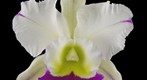 Brassocattleya Hawaiian Wizard 'Carmela' Fine Art Print - Bloom