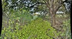 Hedge apples ~ Osage Orange ~ Maclura pomifera