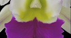 Brassocattleya Hawaiian Wizard 'Carmela' Fine Art Print - Bloom Close-Up