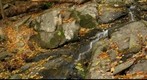 Thomas Mill Ravine #3