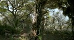 Cabbage Palm
