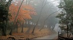 Covered in morning fog, I went to see a fairy in the forest ...
