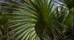 Palm Fan