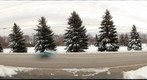 Spruce Trees