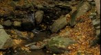 Thomas Mill Ravine #2