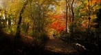 Autumn morning