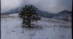 Flat Irons and Pine Tree
