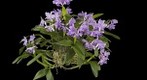 Fine Art Orchid Print: Cattleya Portia Var. Coerulea 'Sir Jeremiah Coleman' Plant